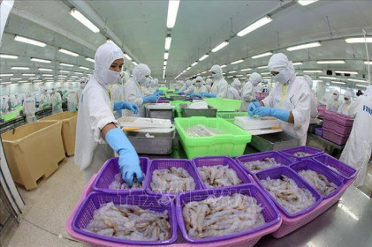 Vượt qua dịch COVID-19, xuất khẩu thủy sản tăng ngoài mong đợi