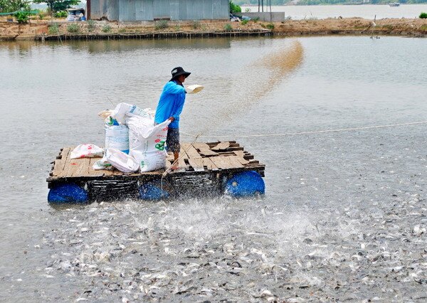 Xuất khẩu thủy sản năm 2022 sẽ gặp nhiều thách thức