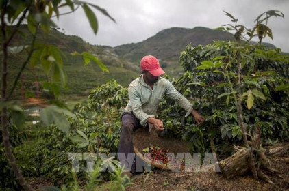 Năm 2022 có thể sẽ khó khăn đối với ngành cà phê Brazil