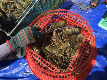 Loại hải sản nhà giàu tăng giá kỷ lục, hàng khan hiếm chưa từng có