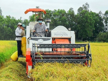 Giá lúa gạo hôm nay 21/12: Giá lúa đồng loạt giảm 200 đồng/kg