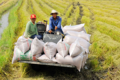 Giá lúa gạo hôm nay 23/12: Giá lúa gạo ổn định, giá gạo xuất khẩu 100% tấm tăng