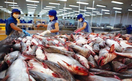 Xuất khẩu của Vĩnh Hoàn (VHC) tăng mạnh, giá cá tra dự báo tiếp tục tăng năm 2022
