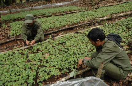 Capella Group rót 1.486 làm dự án trồng sâm tại Kon Tum