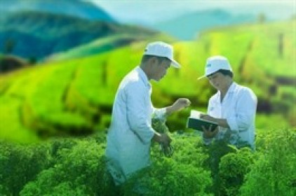 Traphaco sắp trả cổ tức tiền mặt tỷ lệ 20%