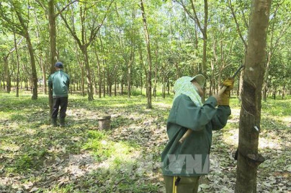 Quý I/2022, Việt Nam sẽ có 100.000 ha cao su đạt chứng chỉ quản lý rừng bền vững