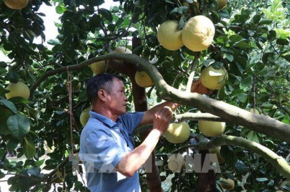 Mỹ chấp nhận mở cửa thị trường cho trái bưởi Việt Nam