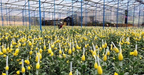 Lâm Đồng chuẩn bị 850.538 tấn rau và gần 1,4 tỉ cành hoa phục vụ tết