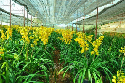 Lâm Đồng chuẩn bị gần 1,4 tỷ cành hoa cho thị trường Tết 