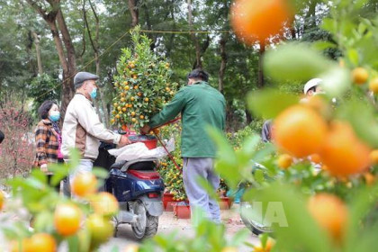 Hà Nội sẽ tổ chức 78 điểm chợ hoa xuân phục vụ Tết