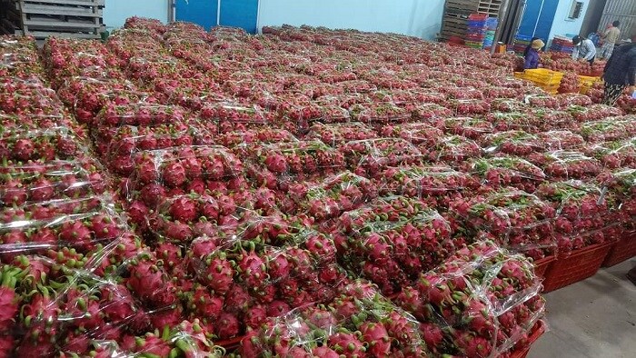 Khó xuất sang Trung Quốc, gần 1 triệu tấn trái cây tiêu thụ thế nào?