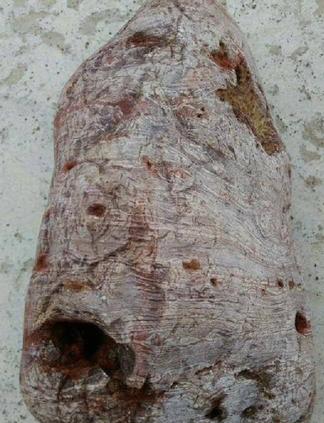 Đem khúc gỗ mục dính đầy bùn đất về nhà, người nông dân "choáng váng" phát hiện kho báu