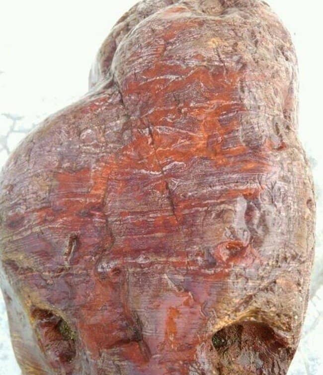 Đem khúc gỗ mục dính đầy bùn đất về nhà, người nông dân "choáng váng" phát hiện kho báu