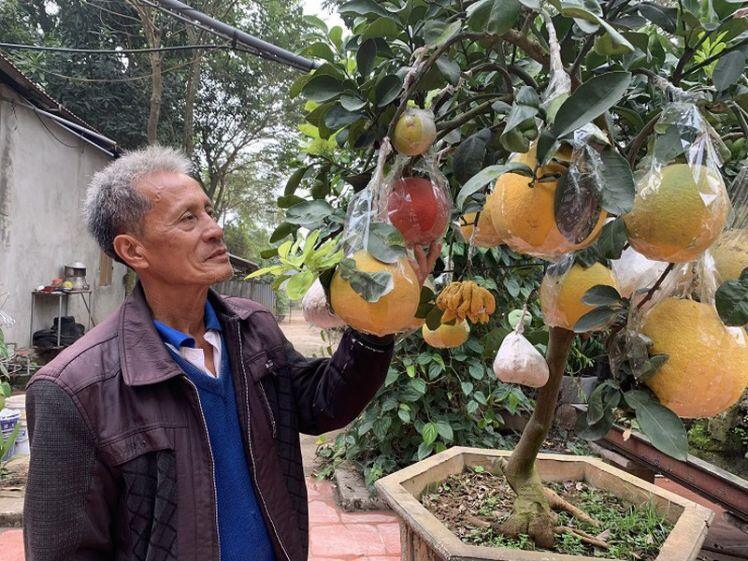 Lão nông biến hoá một cây mọc ra 10 loại quả bán Tết