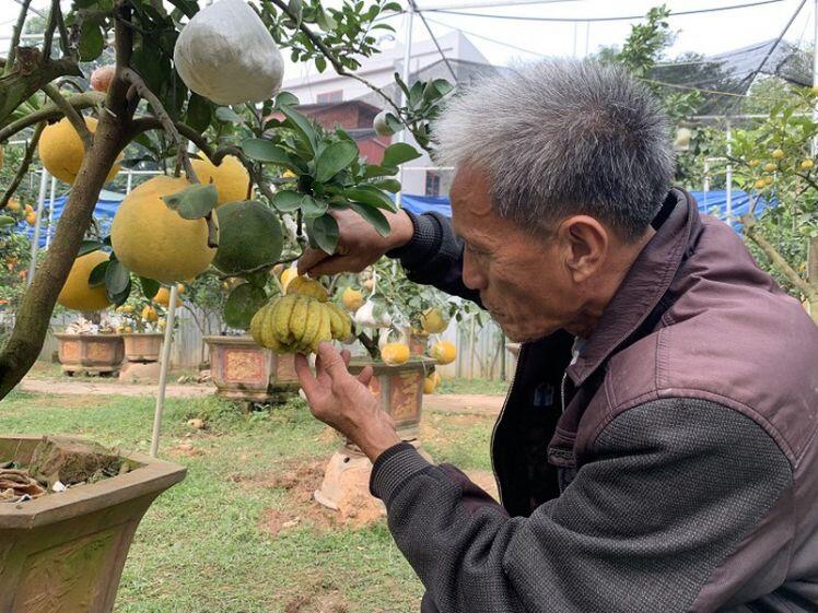 Lão nông biến hoá một cây mọc ra 10 loại quả bán Tết