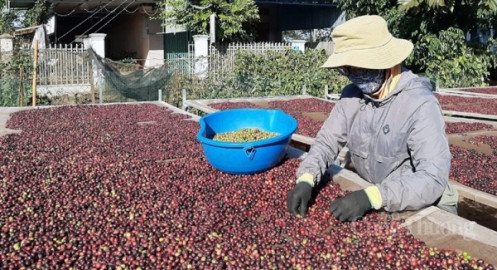 Cà phê Việt Nam xuất khẩu sang Đức sẽ tăng nhờ  EVFTA?