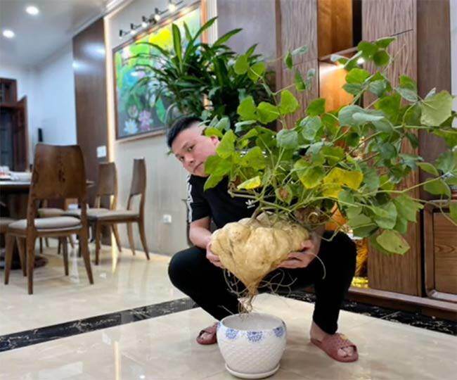 Ngỡ ngàng loạt củ thành bonsai trưng Tết độc nhất vô nhị