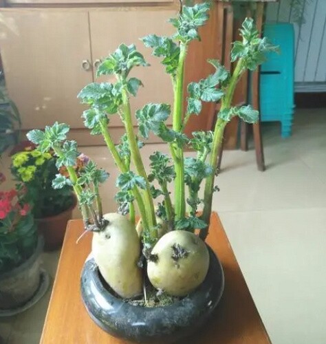 Ngỡ ngàng loạt củ thành bonsai trưng Tết độc nhất vô nhị