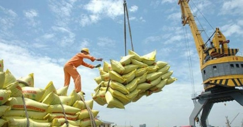 Gạo Việt rộng cửa xuất khẩu sang thị trường EU