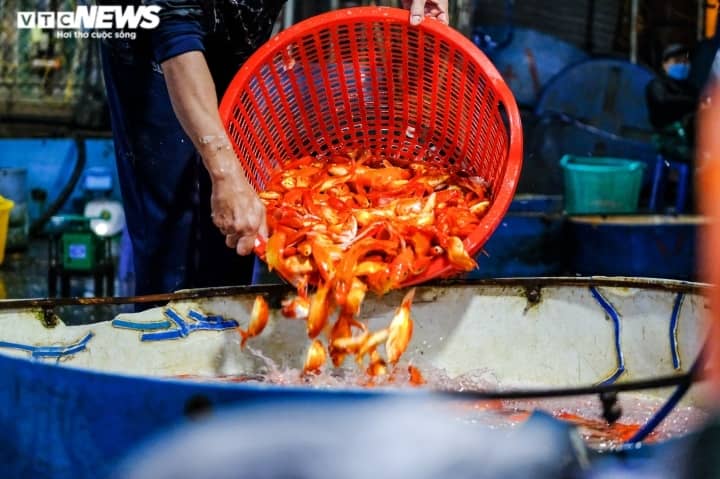 Cá chép tăng giá mạnh trong ngày tiễn ông Công, ông Táo lên trời