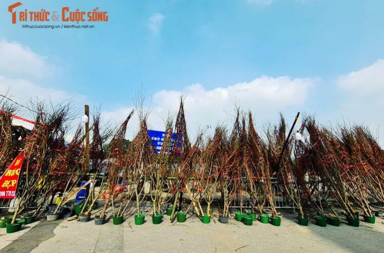 Hà Nội: Đào rừng ế ẩm, đại hạ giá chờ khách Thủ đô rinh về chơi Tết