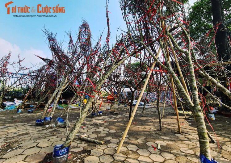 Hà Nội: Đào rừng ế ẩm, đại hạ giá chờ khách Thủ đô rinh về chơi Tết