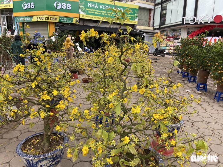 Chiều cuối cùng năm Tân Sửu: Các điểm bán đào, quất, lan... ở Hà Nội 'ế' khách, hoa bó đắt hàng