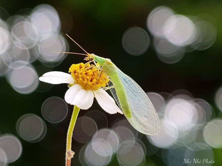 Gom đồ cũ về "nghịch”, 7x Hà Nội thu hàng chục triệu đồng mỗi tháng