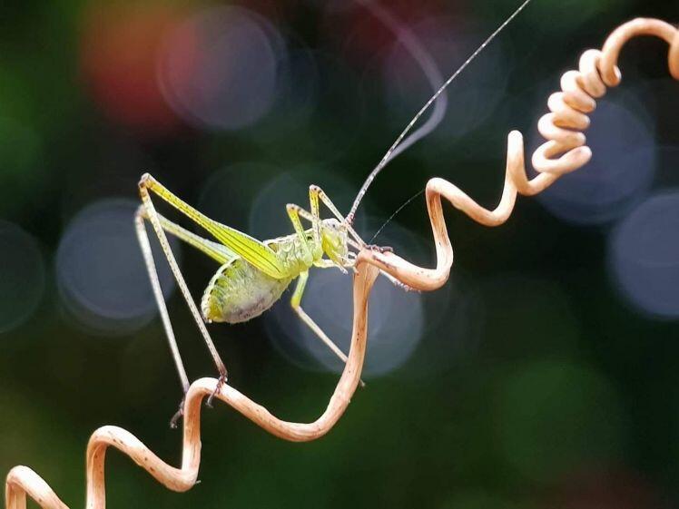 Gom đồ cũ về "nghịch”, 7x Hà Nội thu hàng chục triệu đồng mỗi tháng