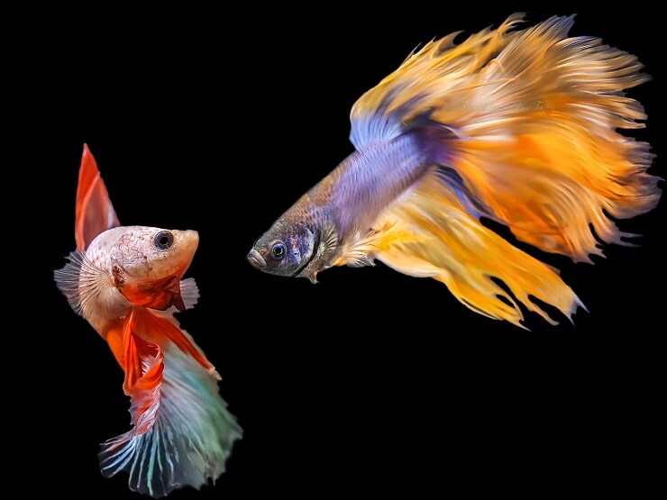 Gom đồ cũ về "nghịch”, 7x Hà Nội thu hàng chục triệu đồng mỗi tháng