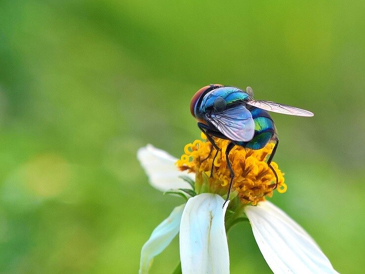 Gom đồ cũ về "nghịch”, 7x Hà Nội thu hàng chục triệu đồng mỗi tháng