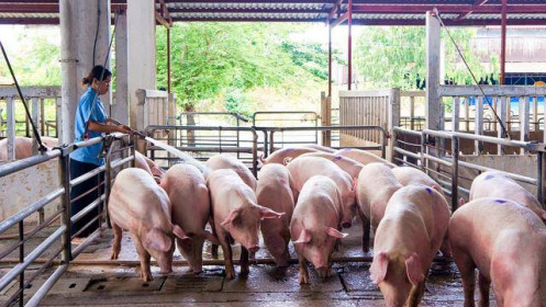 Giá lợn hơi ngày 3/2/2022: Tăng nhẹ, miền Bắc có giá cao nhất cả nước