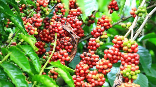 Giá cà phê hôm nay 7/2: 3 yếu tố giúp xuất khẩu 2022 khả quan