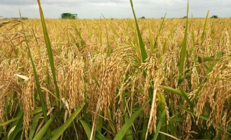 Giá lúa gạo hôm nay 11/2: Giá gạo nguyên liệu giảm 150 đồng/kg