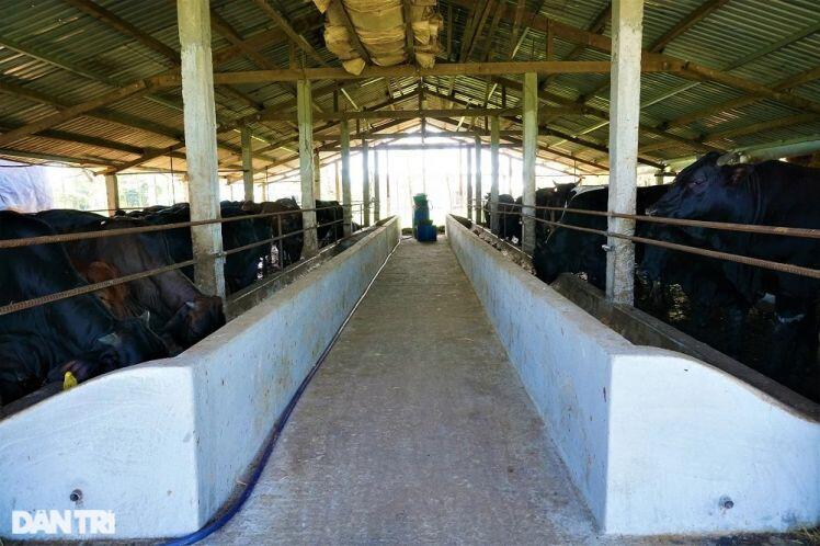 Người nông dân thu tiền tỷ mỗi năm nhờ nuôi giống bò siêu to
