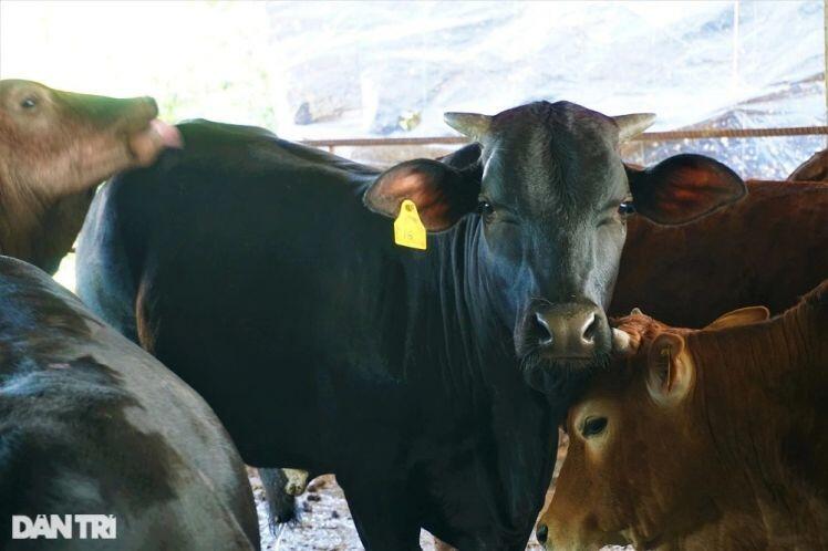 Người nông dân thu tiền tỷ mỗi năm nhờ nuôi giống bò siêu to