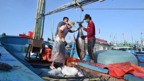 Xuất khẩu ngày 12-14/2: Đặc sản Việt sang nước ngoài thành "siêu thực phẩm"; cá ngừ thắng lớn tại thị trường Mỹ