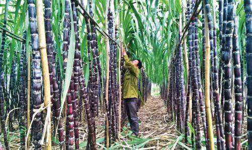 SOSUCO “kêu cứu” vì bị tranh mua nguyên liệu mía