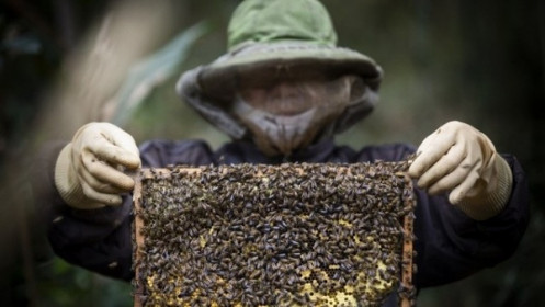 Xuất khẩu ngày 21-25/2: Xuất khẩu gạo lạc quan đầu năm mới, Bộ Công Thương kiến nghị Hoa Kỳ "gỡ khó" cho ngành ong xuất khẩu