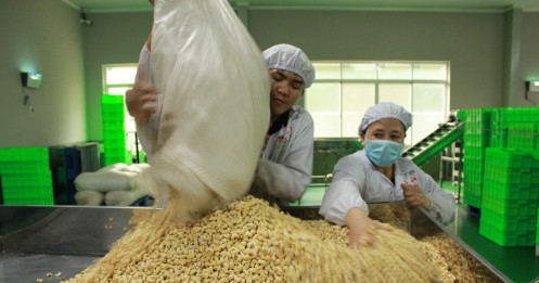 15 năm dẫn đầu thế giới về lượng, ngành điều Việt Nam vẫn chưa cải thiện về 'chất'
