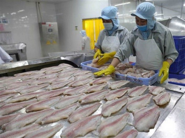 Kim ngạch 450 triệu USD, Trung Quốc vẫn giữ vị trí nhập khẩu cá tra hàng đầu Việt Nam