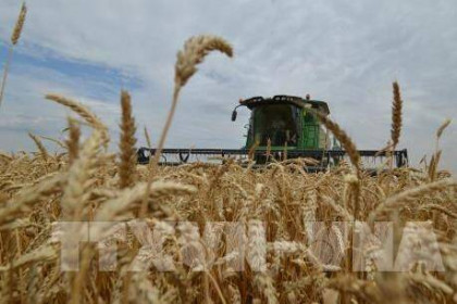 WTO cảnh báo giá lương thực tăng do cuộc khủng hoảng Ukraine