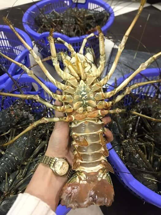 Hải sản đảo chiều "đại hạ giá”, tôm hùm xanh chỉ từ 500 nghìn đồng/kg