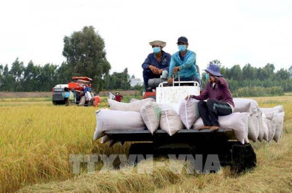 Giá gạo xuất khẩu của Việt Nam tăng nhờ giao thương với Trung Quốc mở lại