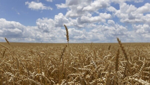 Thế giới sẽ ra sao nếu thiếu lúa mì từ Nga và Ukraine?