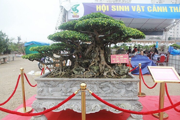 Dàn cây "triệu đô” xuất hiện tại Hà Nội