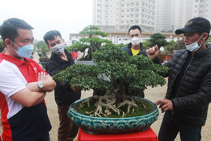 Dàn cây "triệu đô” xuất hiện tại Hà Nội