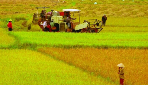 Có rủi ro khi mua đất lúa chờ lên thổ cư đón đầu quy hoạch?