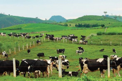 Mộc Châu Milk trình chia cổ tức 2021 tỷ lệ 25%