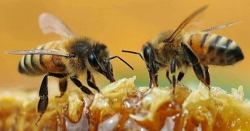 Mỹ áp thuế "trên trời" hơn 400% với mật ong Việt, Bộ Công Thương nói gì?